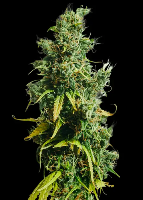 Nigerian Sativa by Khalifa Genetics, Photoperiod cannabis strain