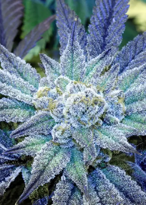 Night Terror OG by Rare Dankness, Photoperiod cannabis strain