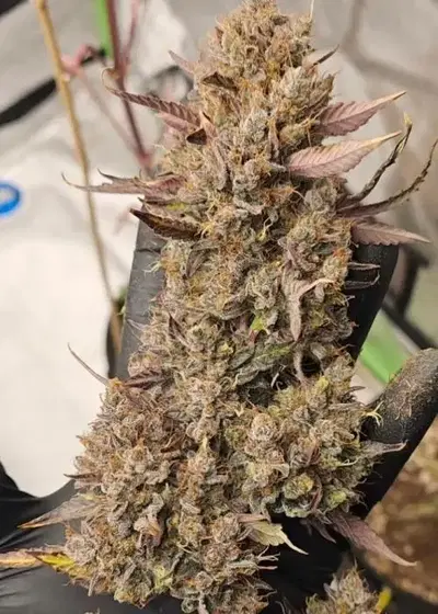 Nighthowler by Crossbone Genetics, Autoflower cannabis strain