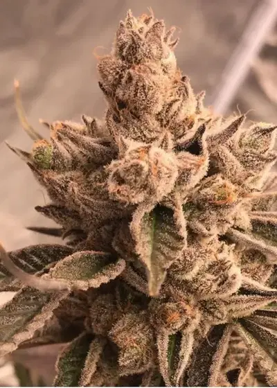 Nightmare Cookies by SinCity Seeds, Photoperiod cannabis strain