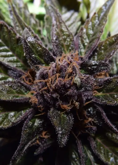 Ninja Fruit by Ocean Grown Seeds, Photoperiod cannabis strain