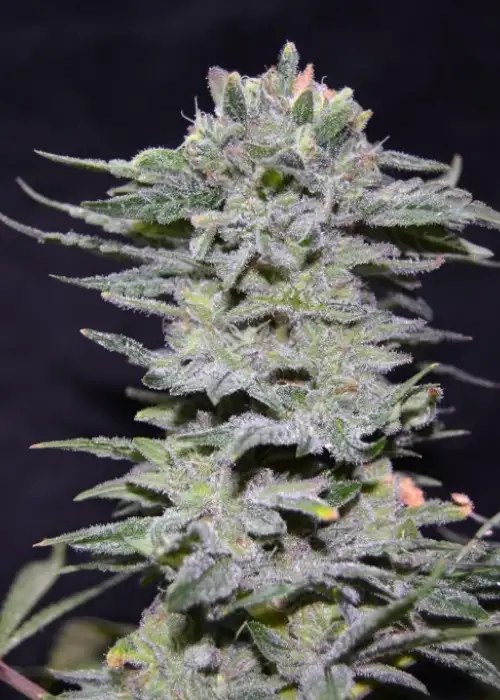 NL 10 by Green Bud Seeds, Photoperiod cannabis strain