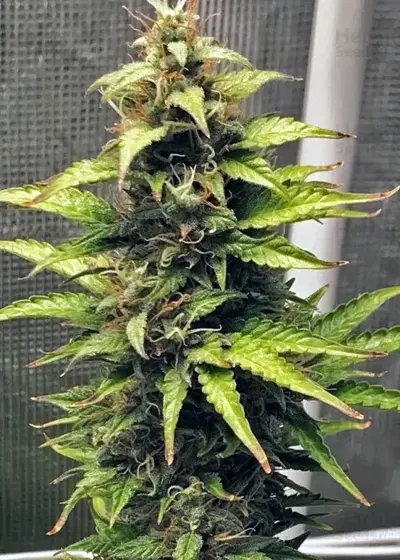 NL Automatic by G13 Labs, Autoflower cannabis strain