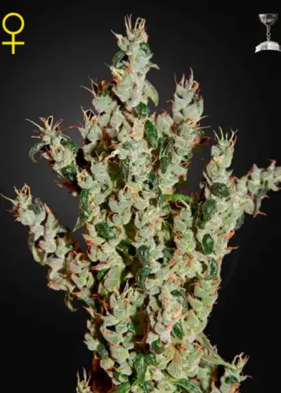 NL5 Haze Mist by Green House Seed Co., Photoperiod cannabis strain