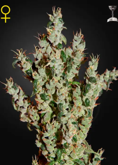 NL5 Haze Mist by Green House Seed Co., Photoperiod cannabis strain