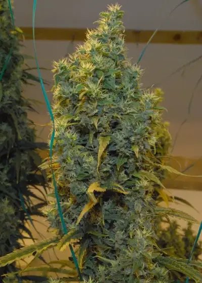 Nl5 x Haze by Mr.Nice, Photoperiod cannabis strain