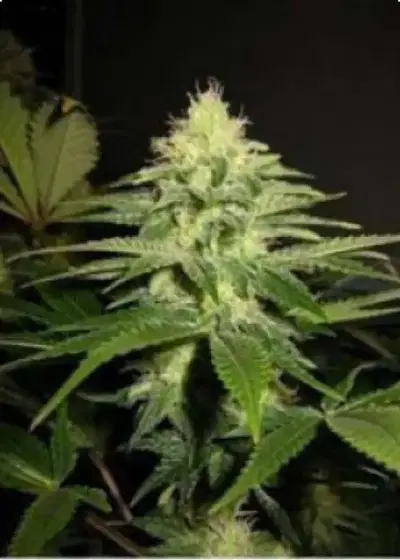 NL5 x Skunk by Mr.Nice, Photoperiod cannabis strain