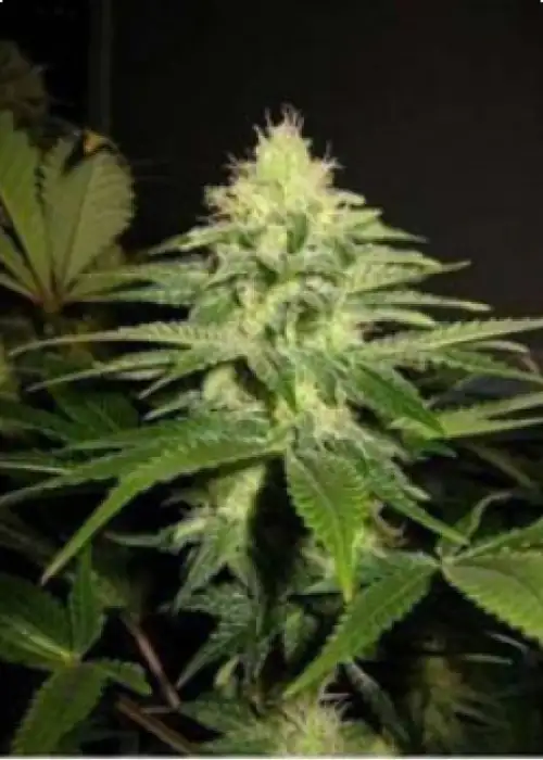 NL5 x Skunk by Mr.Nice, Photoperiod cannabis strain