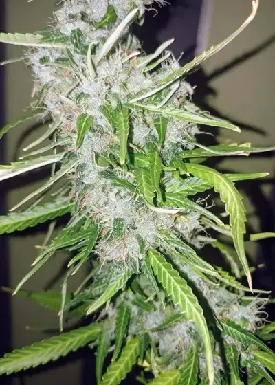 NLX Diamond Auto by Keraseeds, Autoflower cannabis strain