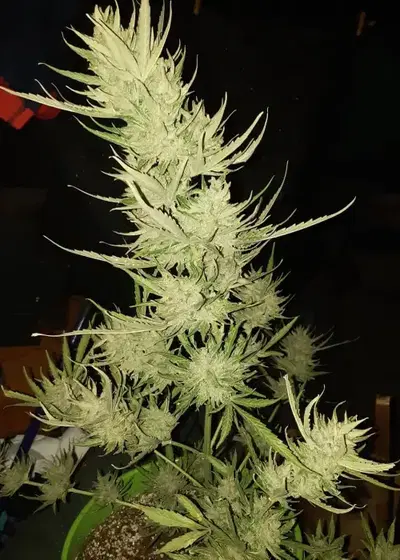 No Name Auto by Medical Seeds, Autoflower cannabis strain