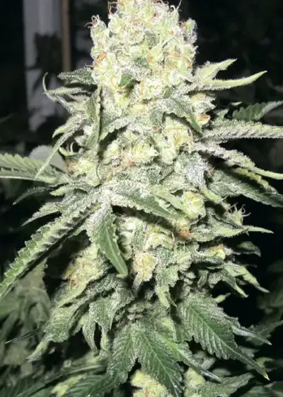 No Name by Medical Seeds, Photoperiod cannabis strain