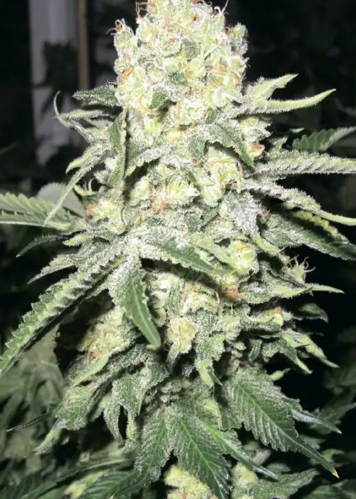 No Name by Medical Seeds, Photoperiod cannabis strain