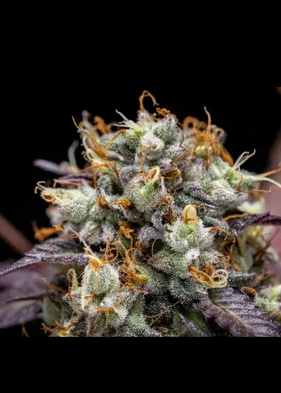 North Thunderfuck Automatic by Royal Queen Seeds, Autoflower cannabis strain