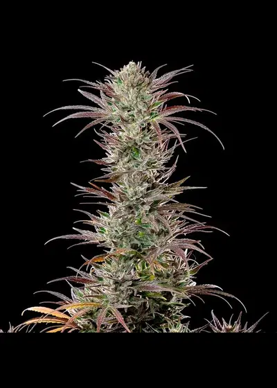 North Thunderfuck by Royal Queen Seeds, Photoperiod cannabis strain