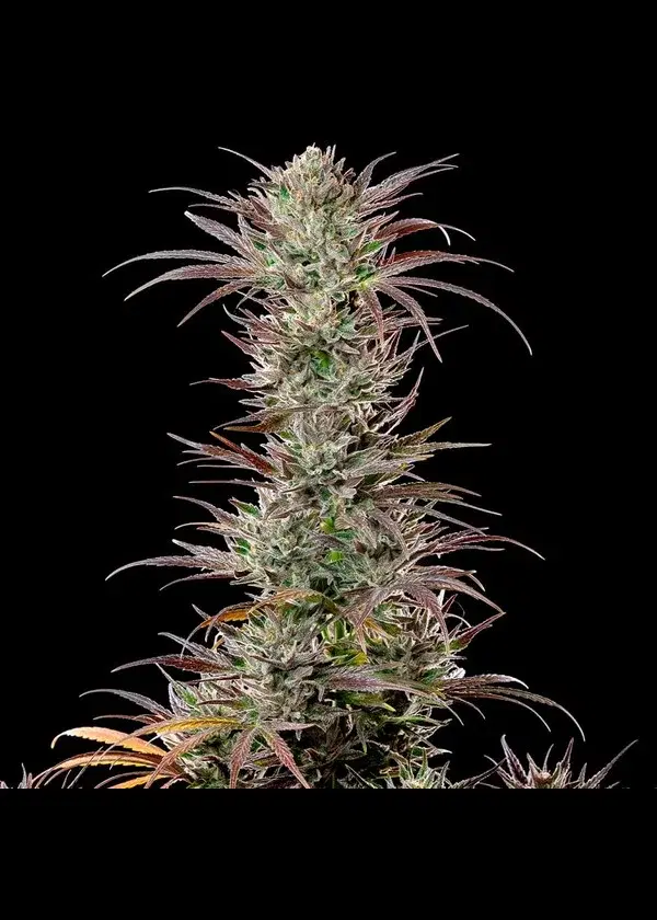 North Thunderfuck by Royal Queen Seeds, Photoperiod cannabis strain