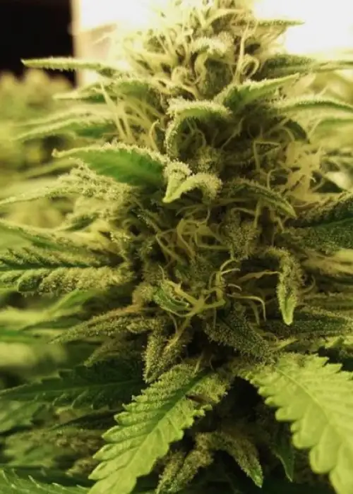 Northern Big Bud by BSB Genetics, Photoperiod cannabis strain