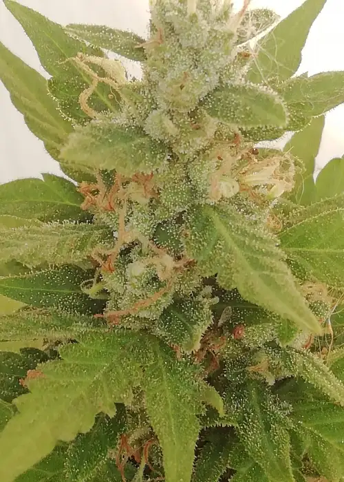 Northern Delights Auto by VIP Seeds, Autoflower cannabis strain
