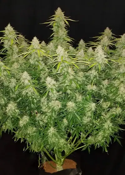 Northern Express by Fast Buds, Autoflower cannabis strain