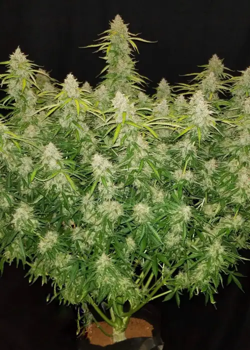 Northern Express by Fast Buds, Autoflower cannabis strain