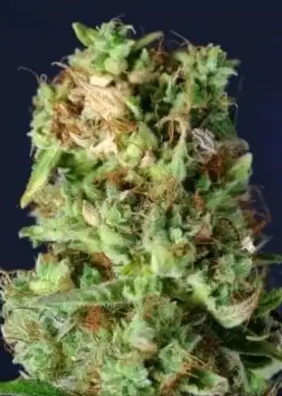 Northern Kush by Gea Seeds, Photoperiod cannabis strain