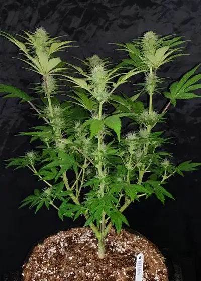 Northern Legend by Aztech, Photoperiod cannabis strain
