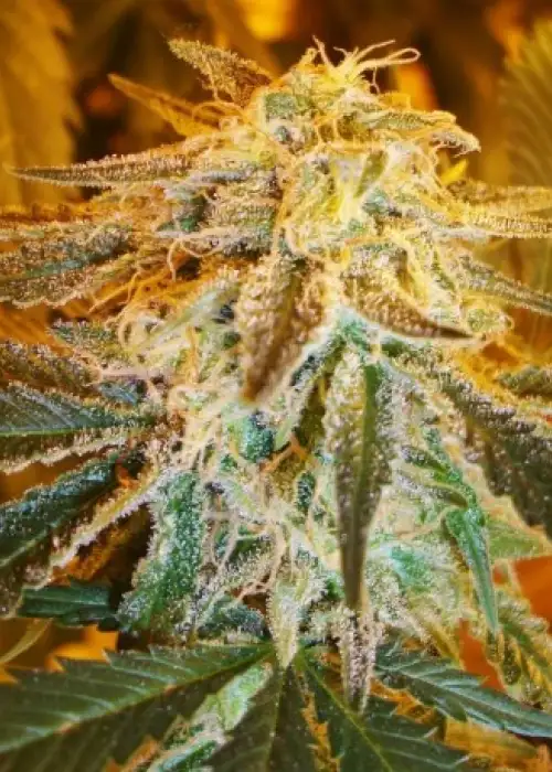Northern Light Auto by Pev Seeds, Autoflower cannabis strain