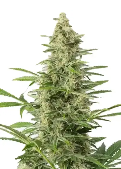 Northern Light Autoflower by Seeds Genetics Co., Autoflower cannabis strain