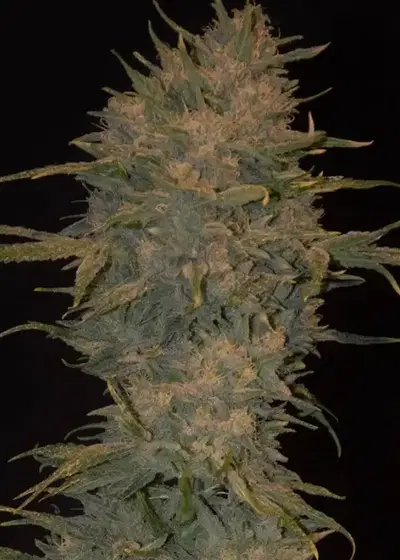 Northern Light Autoflowering by Dutchfem, Autoflower cannabis strain