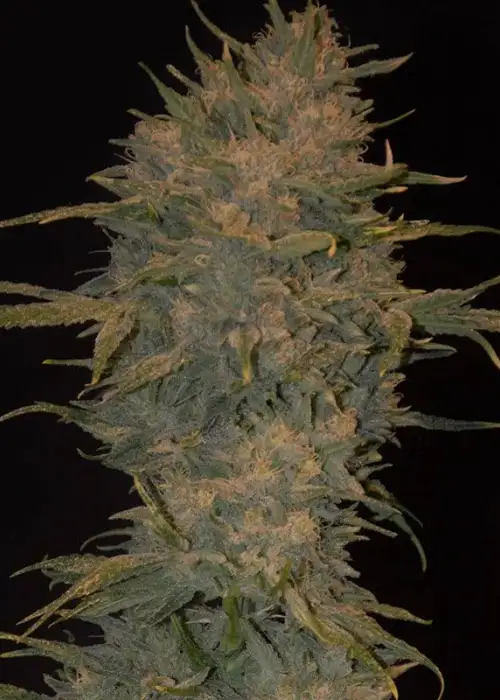 Northern Light Autoflowering by Dutchfem, Autoflower cannabis strain
