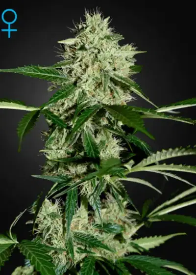 Northern Light Automatic by Royal Queen Seeds, Autoflower cannabis strain