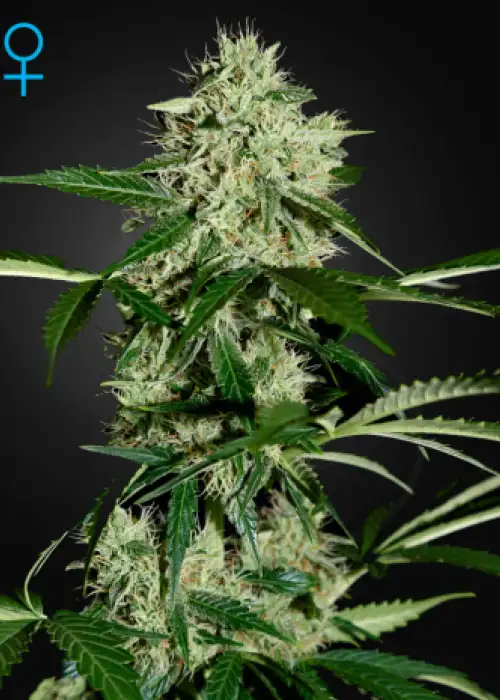 Northern Light Automatic by Royal Queen Seeds, Autoflower cannabis strain
