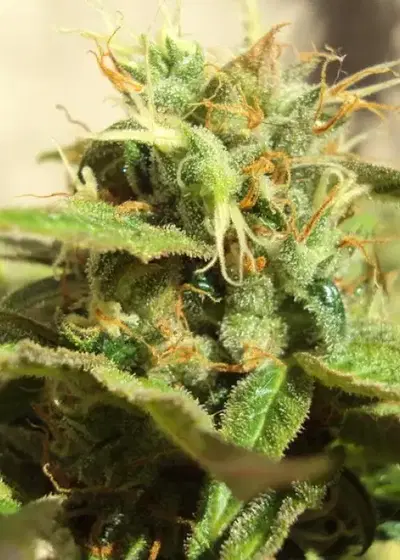 Northern Light Blue by Delicious Seeds, Photoperiod cannabis strain