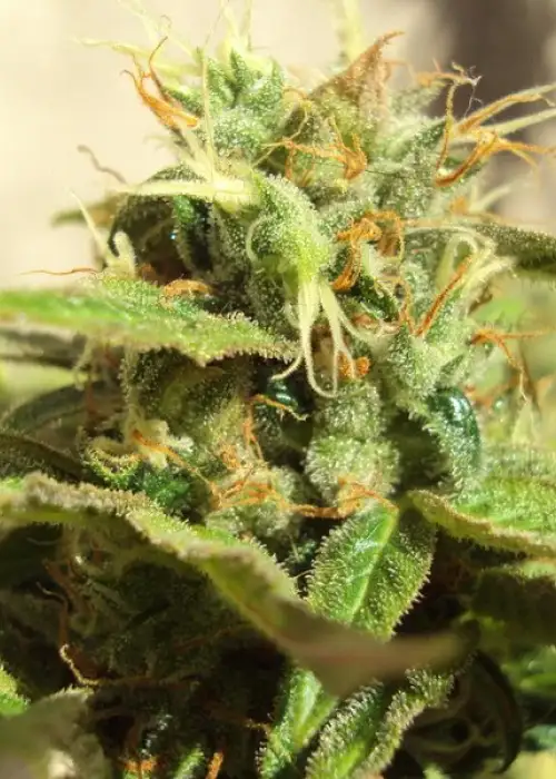 Northern Light Blue by Delicious Seeds, Photoperiod cannabis strain