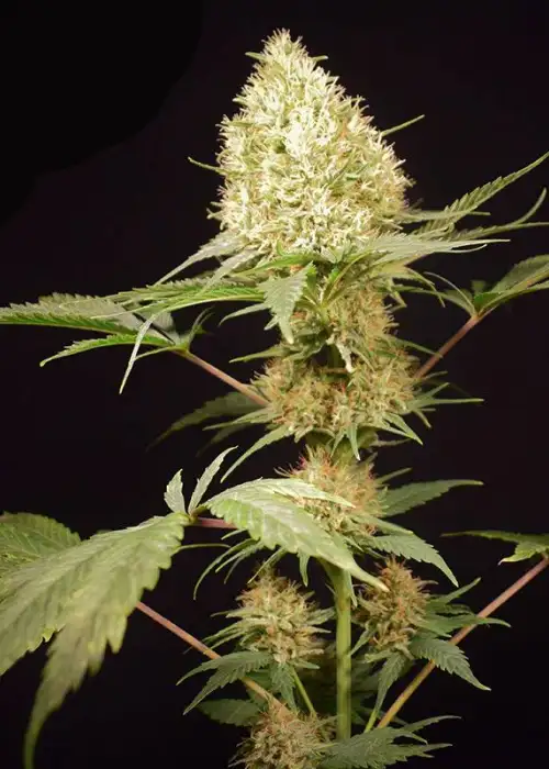 Northern Light Special by KC Brains, Photoperiod cannabis strain