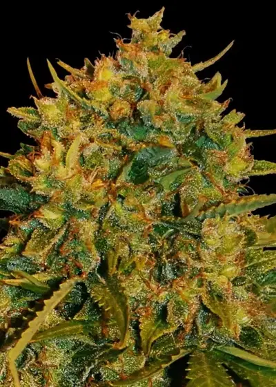 Northern Light x Big Bud Auto by World of Seeds, Autoflower cannabis strain