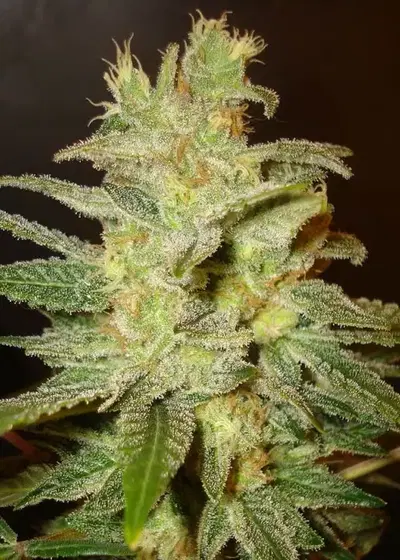 Northern Light x Big Bud by World of Seeds, Photoperiod cannabis strain