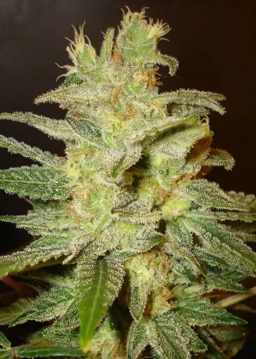Northern Light x Big Bud by World of Seeds, Photoperiod cannabis strain