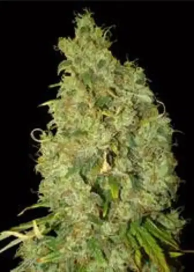 Northern Light x Skunk by World of Seeds, Photoperiod cannabis strain