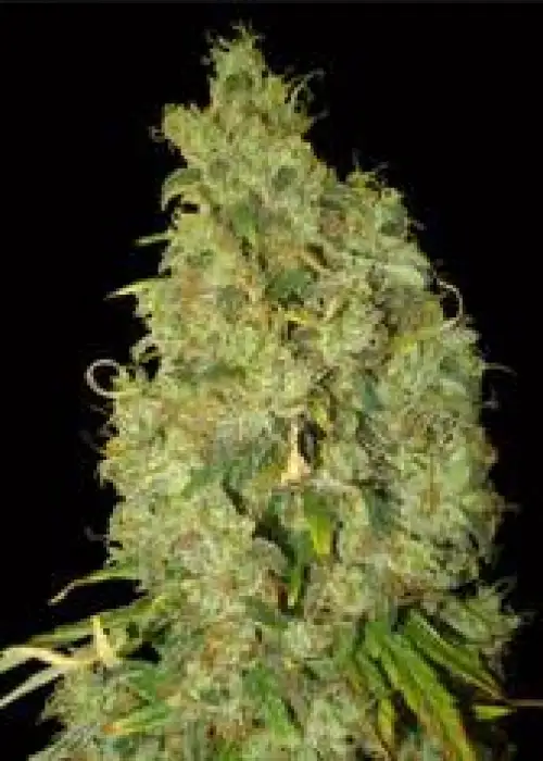 Northern Light x Skunk by World of Seeds, Photoperiod cannabis strain