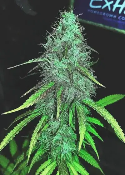 Northern Light by The Bulldog Seeds, Photoperiod cannabis strain