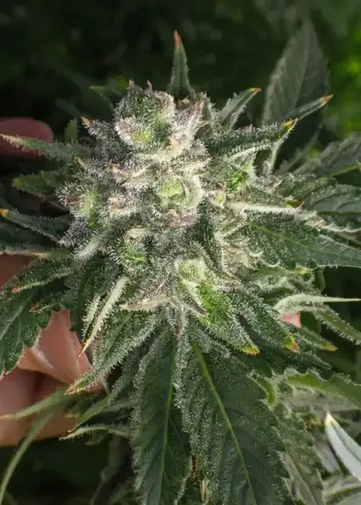 Northern Lights #2 by Authentic Genetics, Photoperiod cannabis strain