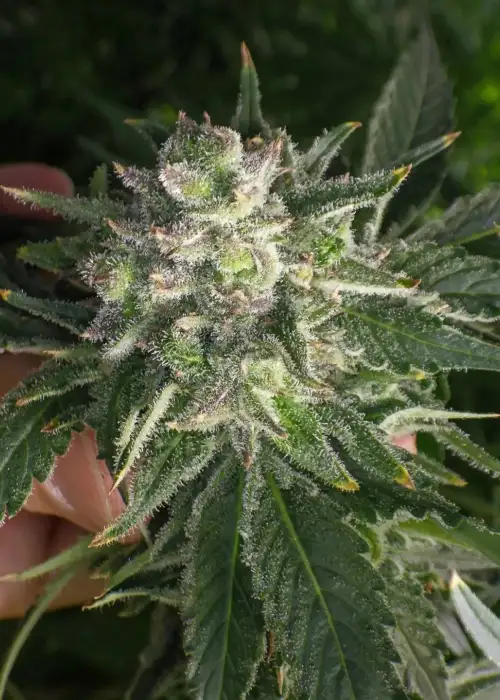 Northern Lights #2 by Authentic Genetics, Photoperiod cannabis strain