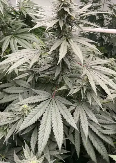 Northern Lights #5 by Authentic Genetics, Photoperiod cannabis strain