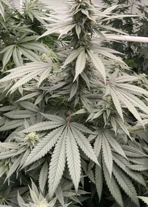 Northern Lights #5 by Authentic Genetics, Photoperiod cannabis strain