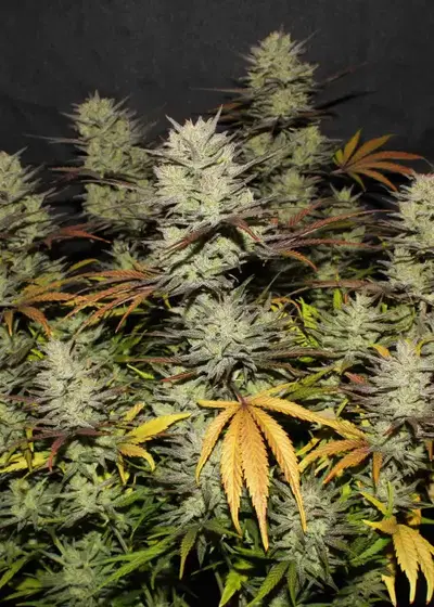 Northern Lights Auto by Dutch Genetics, Autoflower cannabis strain