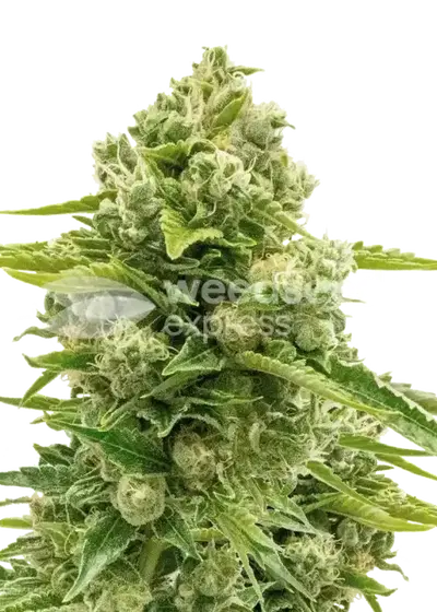 Northern Lights Auto cannabis strain