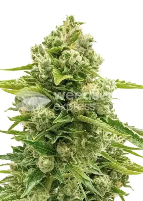 Northern Lights Auto by WeedSeedsExpress, Autoflower cannabis strain