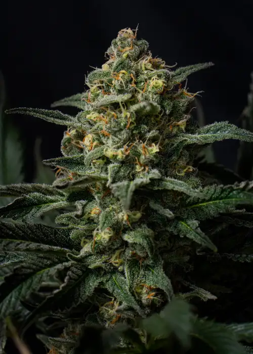 Northern Lights Autoflower by Mediseed Man, Autoflower cannabis strain