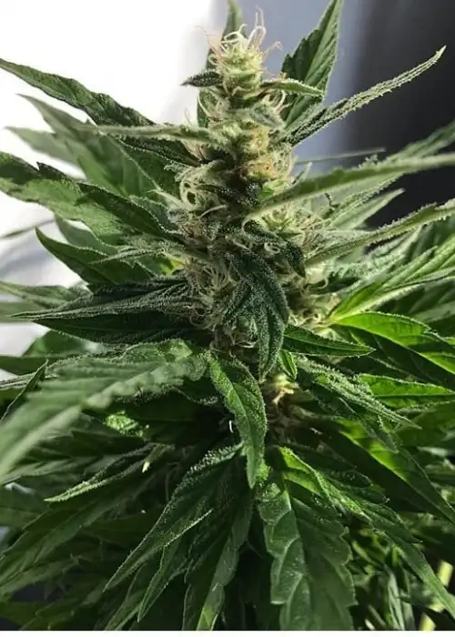 Northern Lights AutoFlowering by Sunwest Genetics, Autoflower cannabis strain