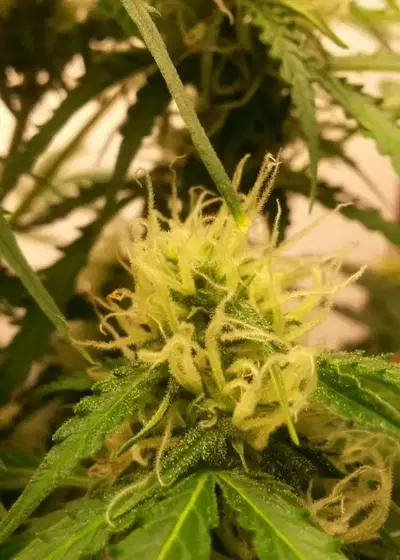 Northern Lights Automatic by White Label, Autoflower cannabis strain